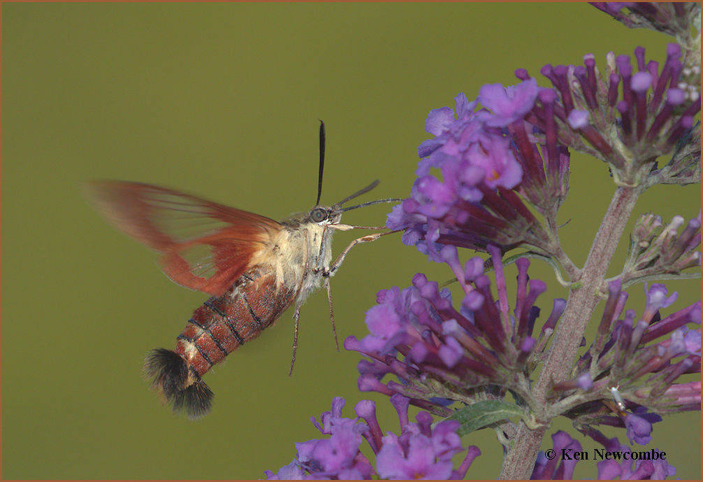 Clear wing Hummingbird moth